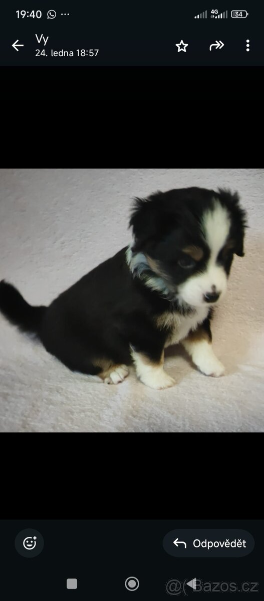 Štěňata Miniaturní Americký ovčák s PP(FCI) - 7