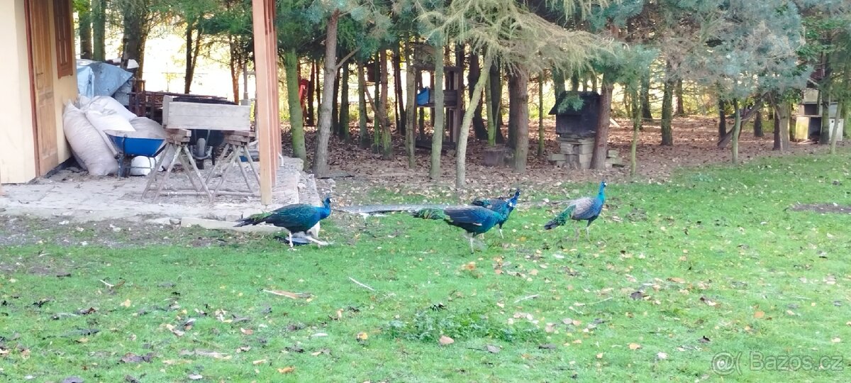 Pávy a pávice pávů modrých, bílích a černokřídlý - 7