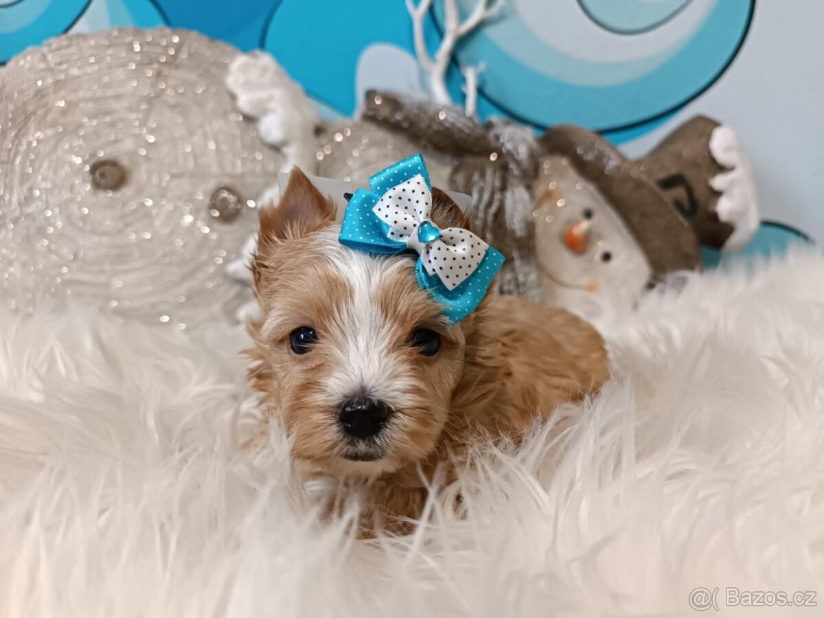 Biewer, golddust jorkšírský teriér s PP - 7