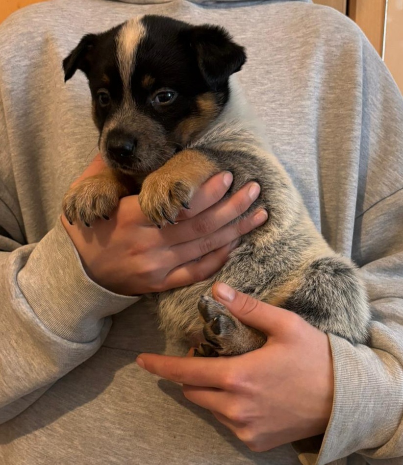 Australský honácký pes - 7