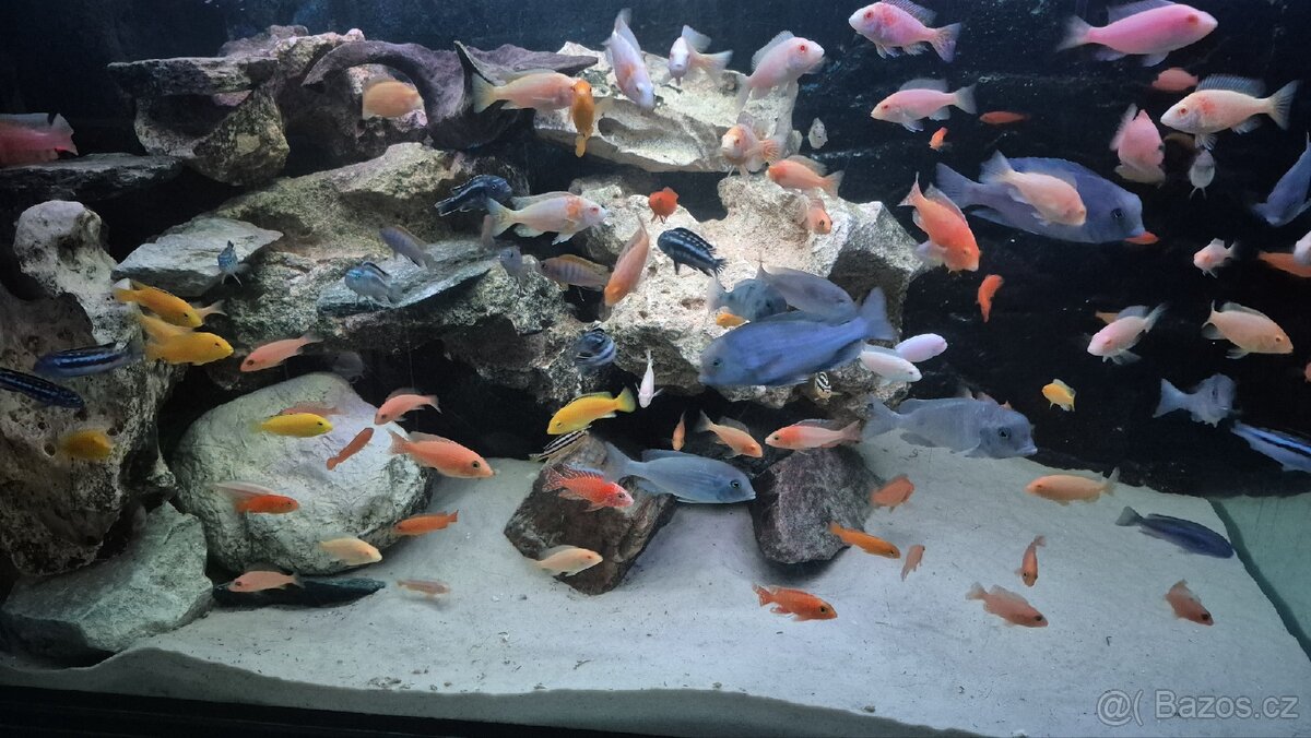 Krmení pro ryby Tlamovci Malawi - 7