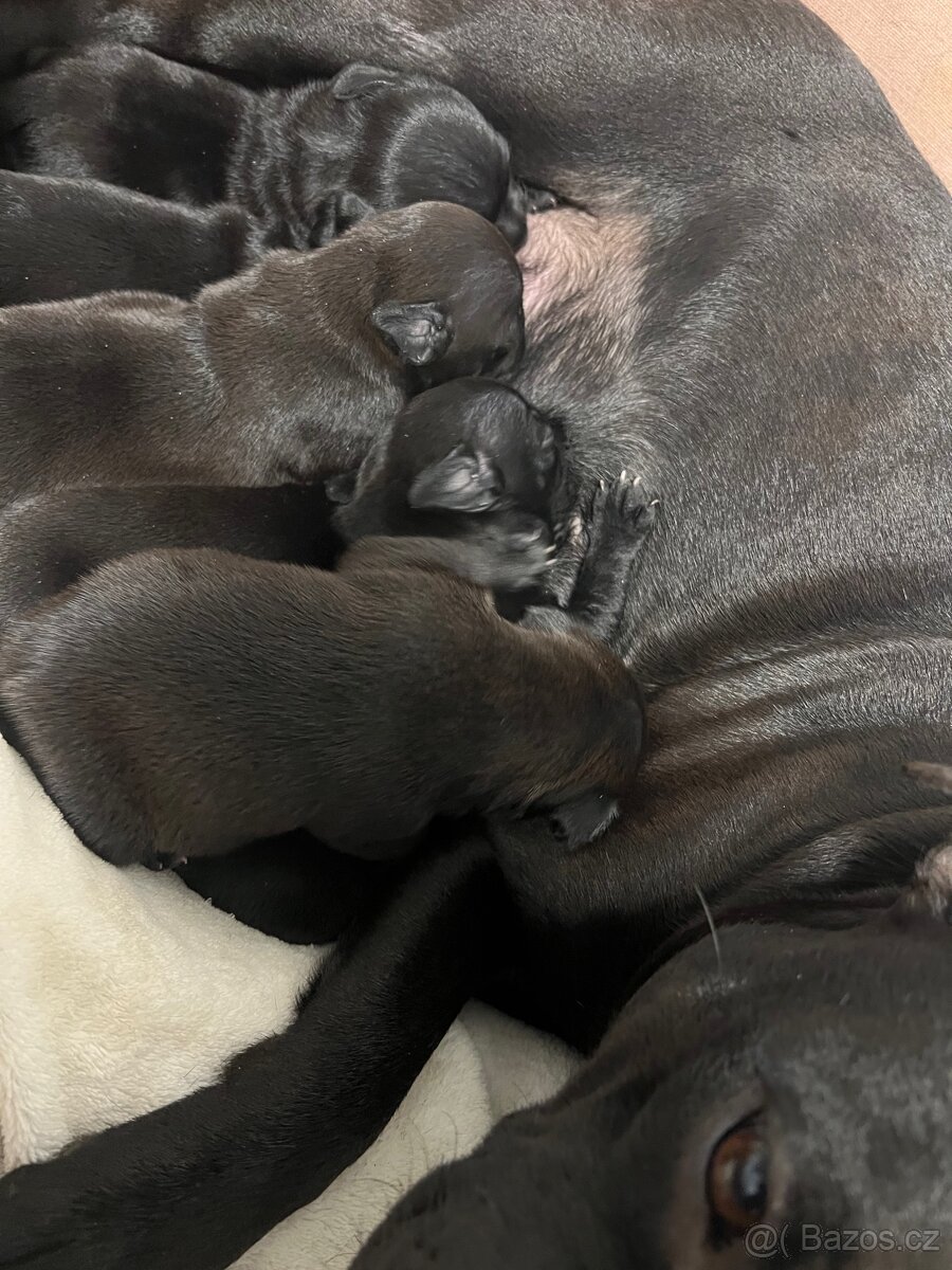 Stafordšírský bulteriér SBT - 7