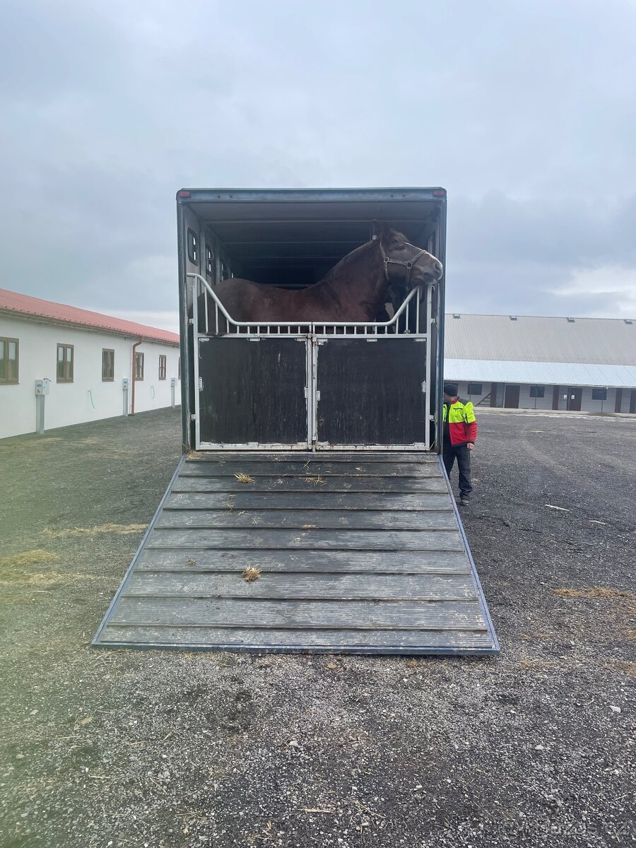 Prepravnik na kone MAN HO9 - 7