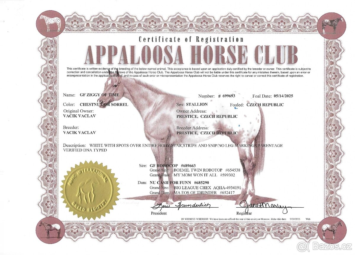 Appaloosa hřebeček - 7