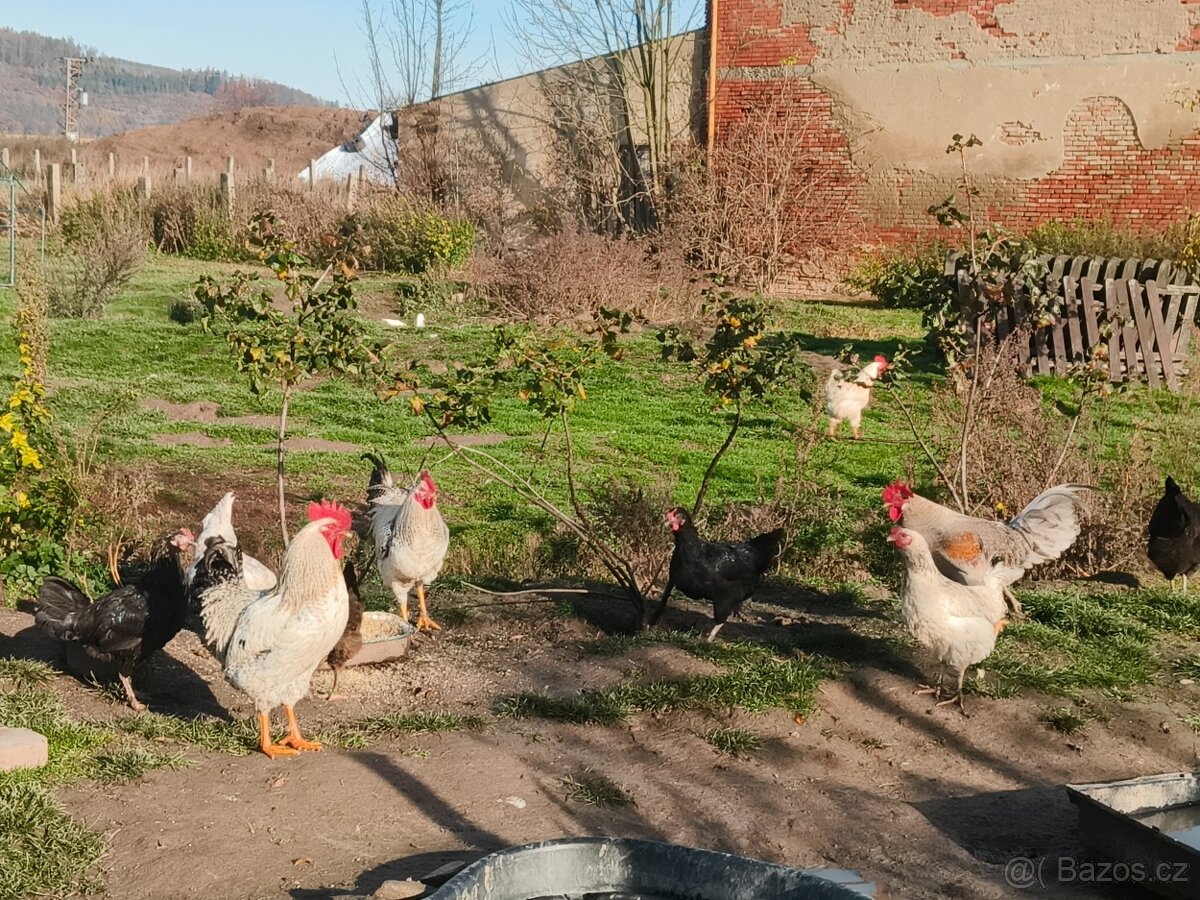 Prodám domácí kohouty a slepice - 7