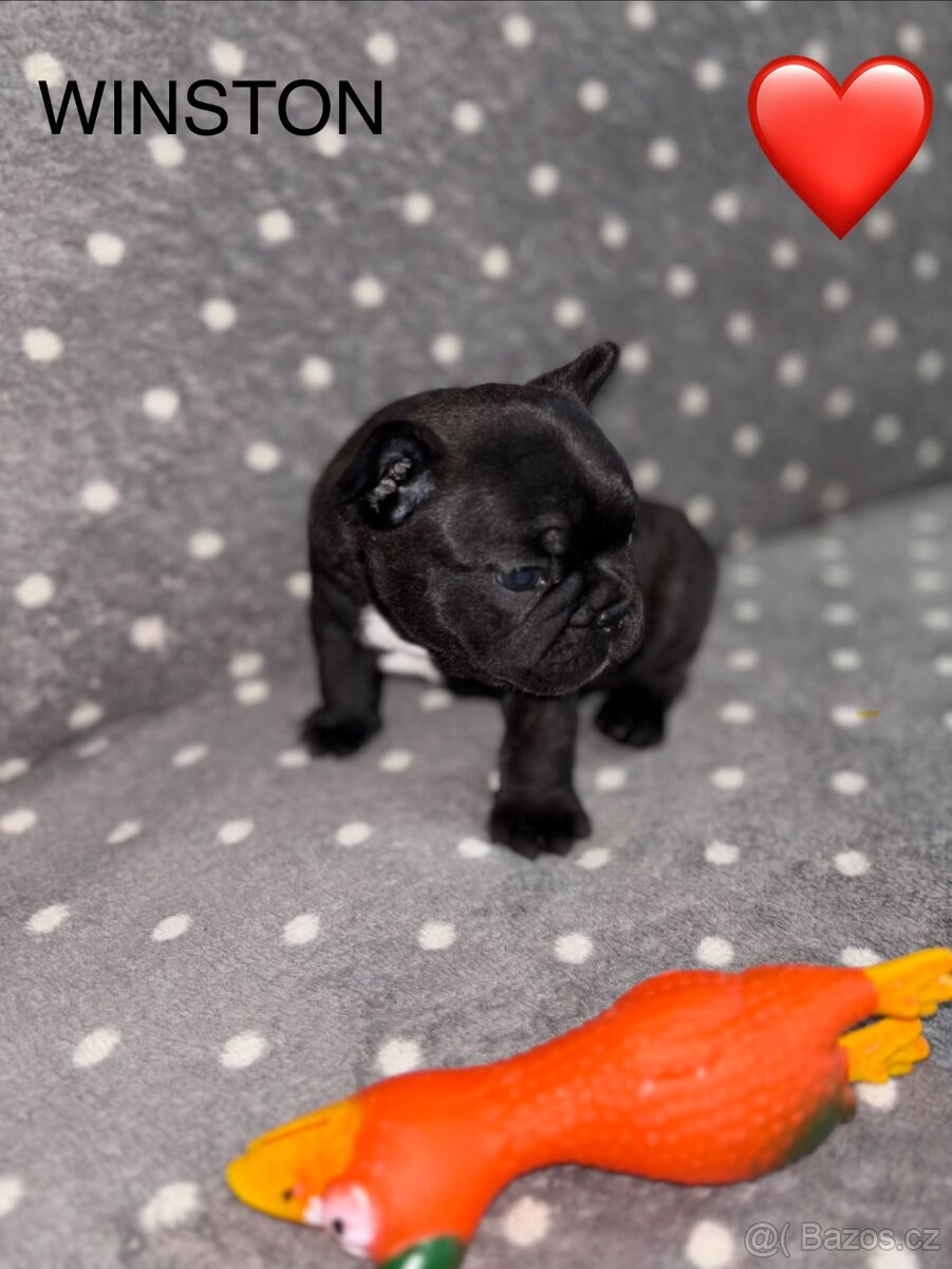 Francouzský buldoček s PP - 7
