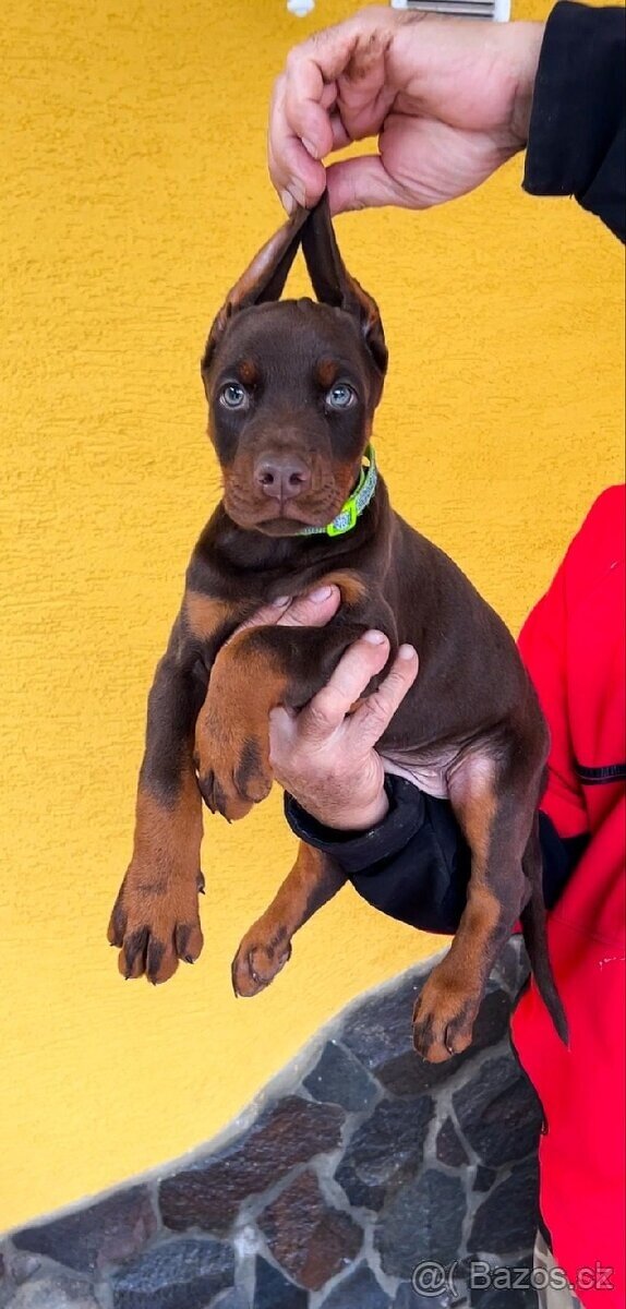 Doberman šteniatka FCI. s PP - 7