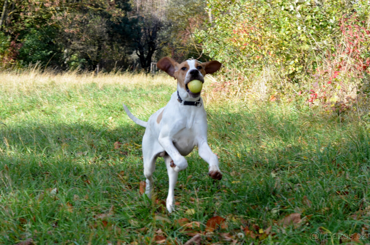 Pejsek a fenka_pointer_štěňátka_CHS z Mešinské hájovny - 7