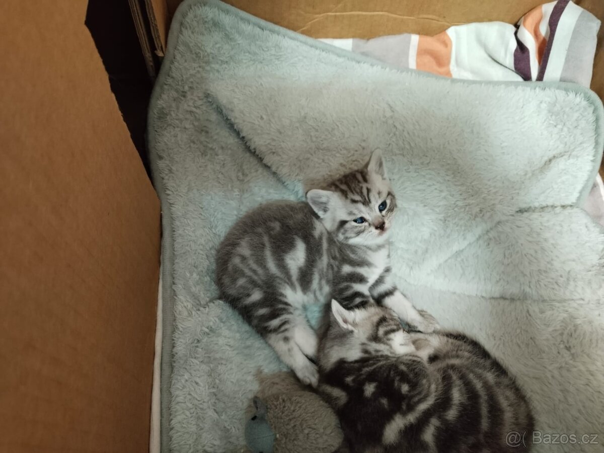 Nabizim britskeho whiskas kocourka bez PP - 7