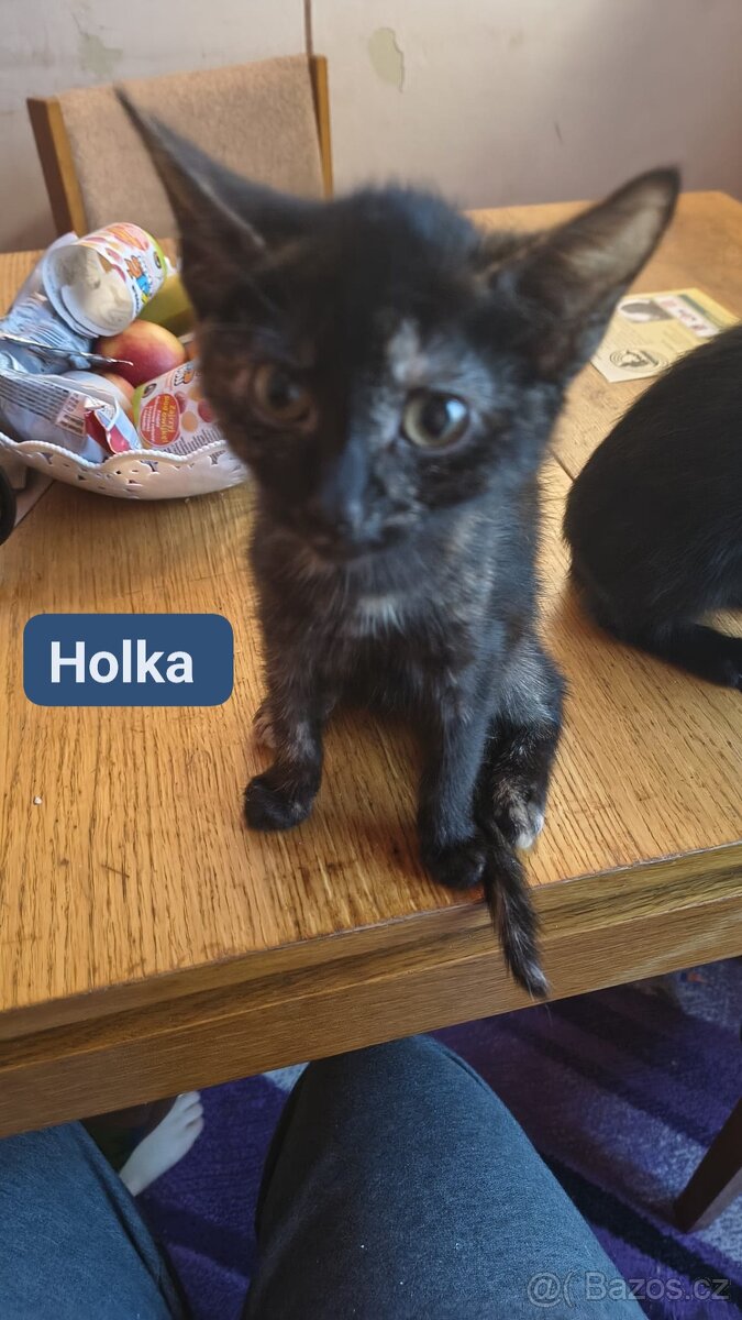 Koťata,Kocoury - 7