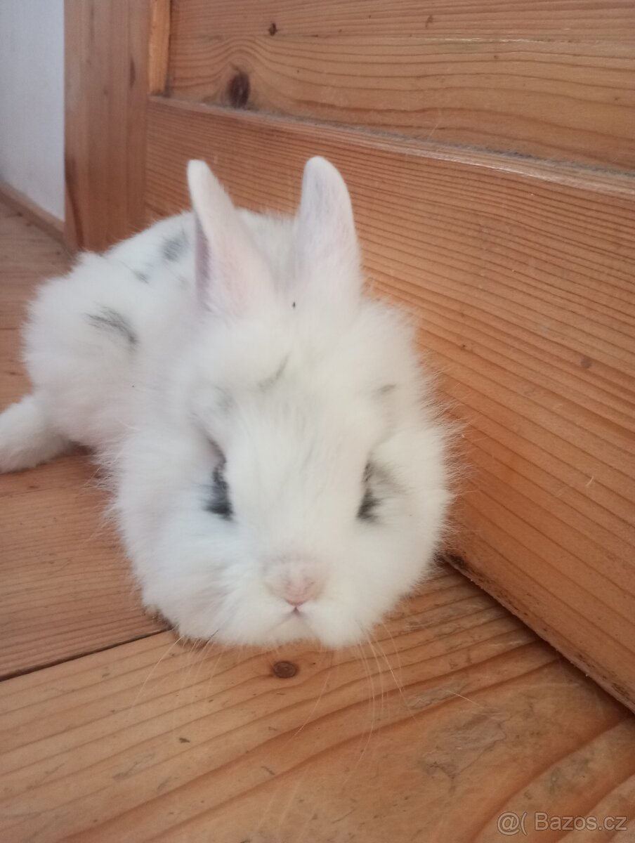 Prodám zakrslá králíčata - 7