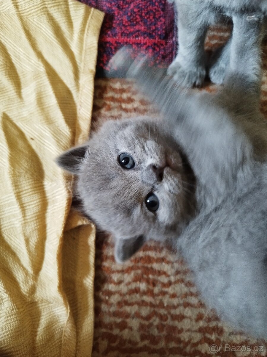 Britská koťátka - 7