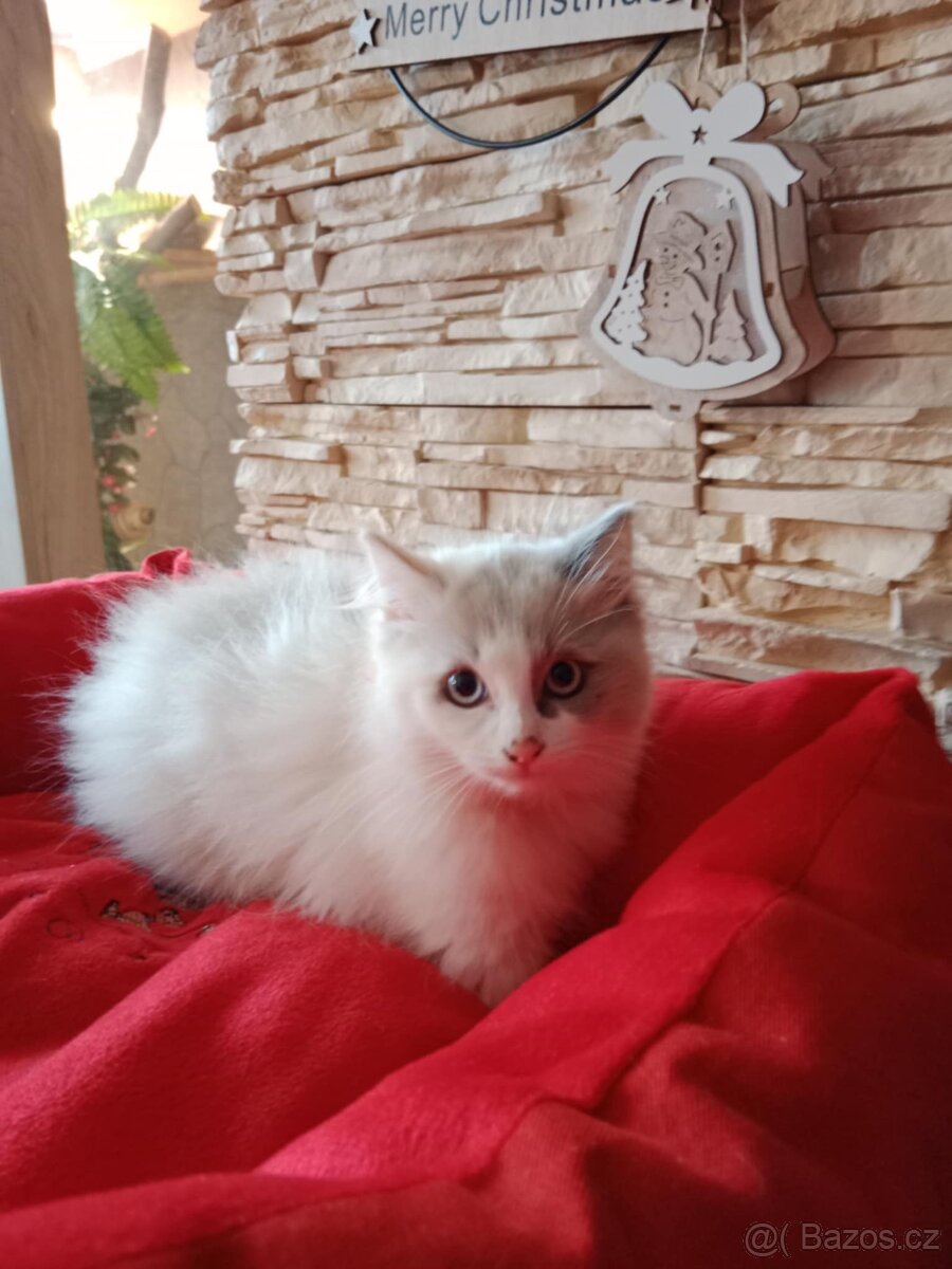 Ragdoll koťátka bez PP - 7
