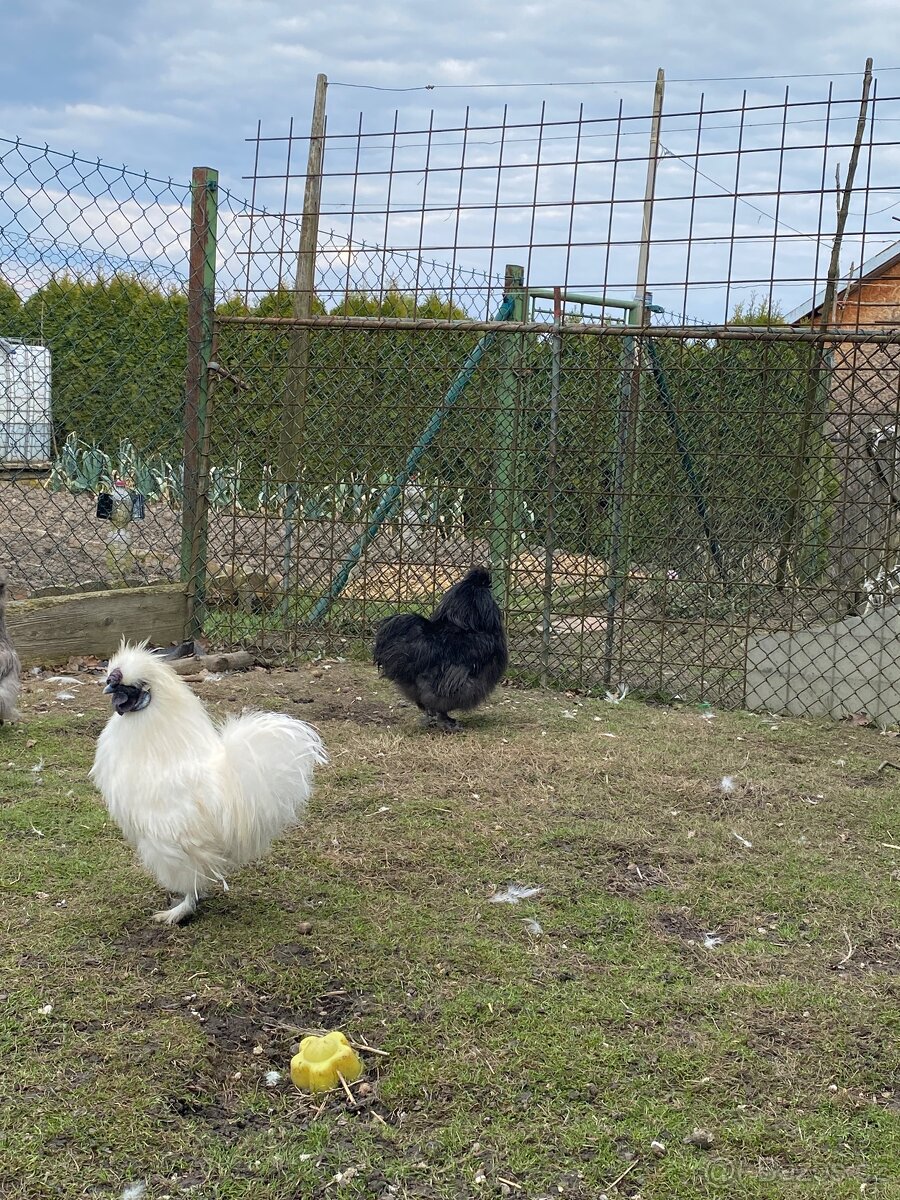 Prodej kohoutků (sebritka a hedvábnička) - 7