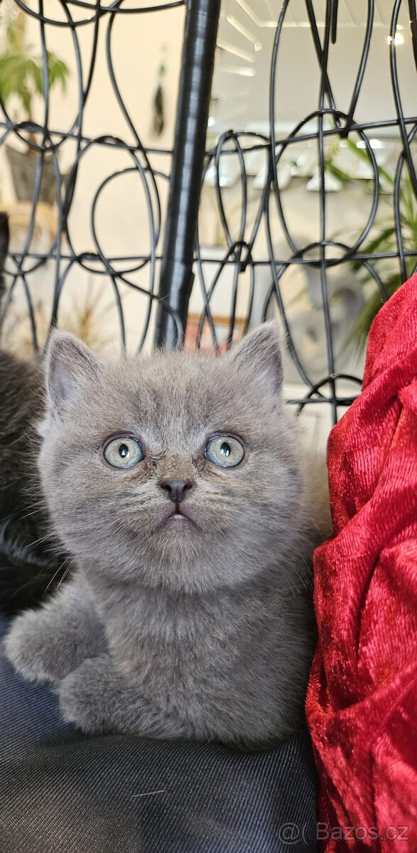 Britská koťátka - 7