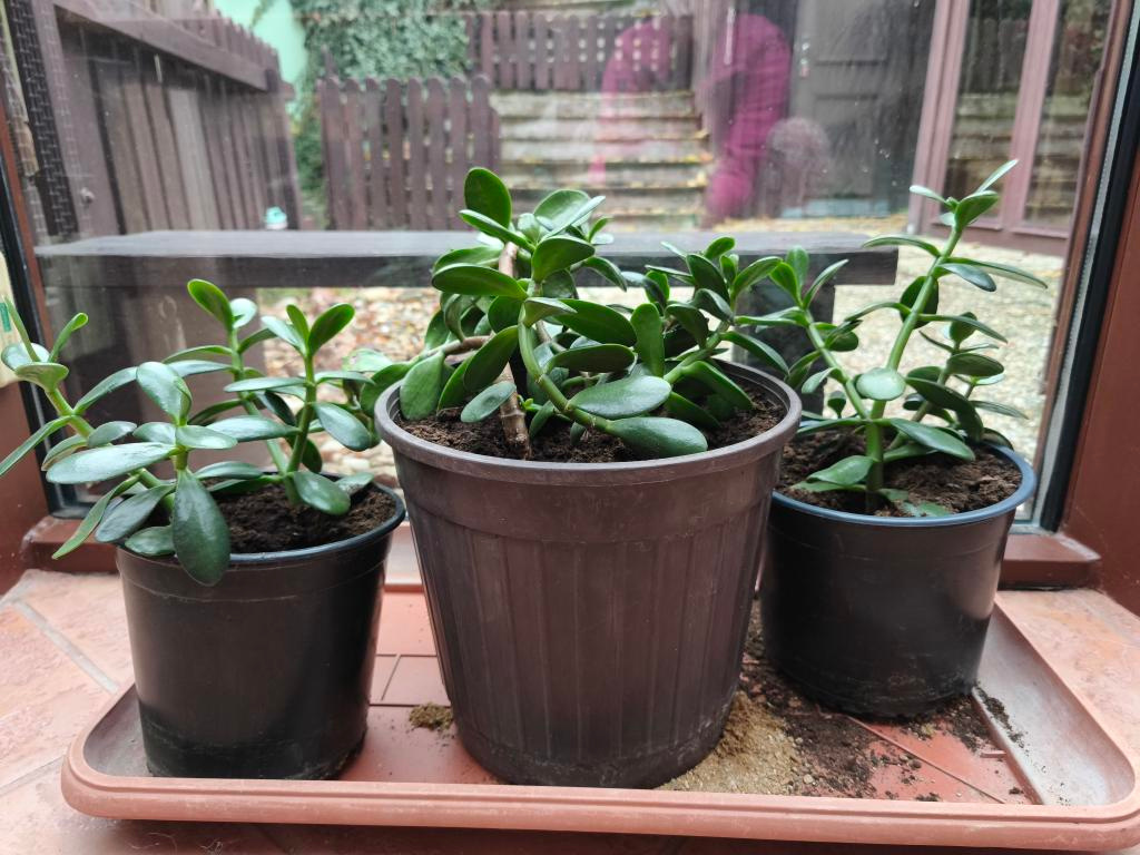 Prodám pokojové rostliny TLUSTICE - 7