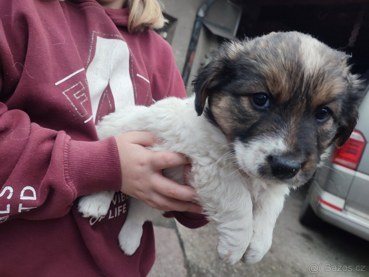Daruji štěňata křížence - 7