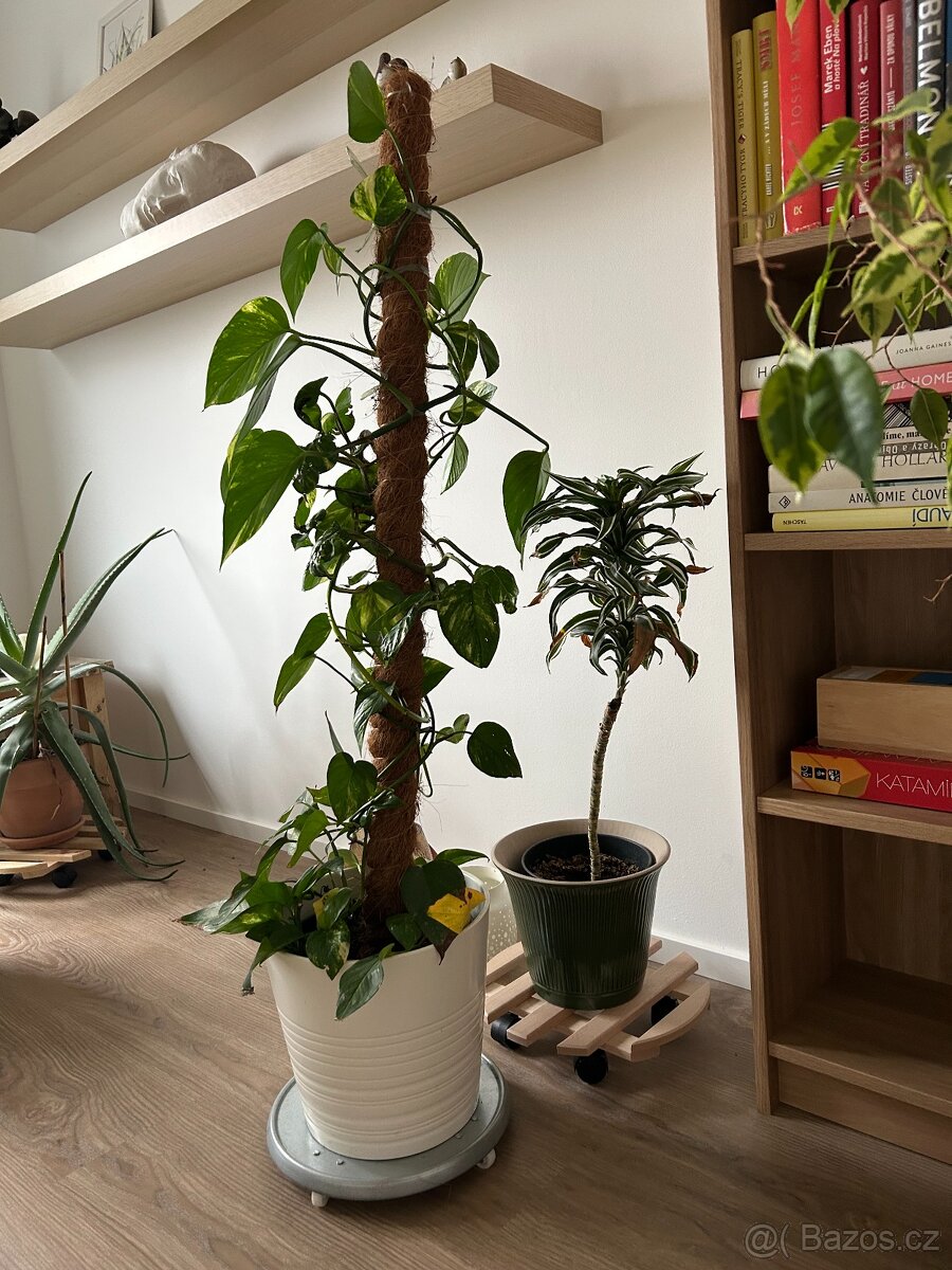Pokojové rostliny - 7