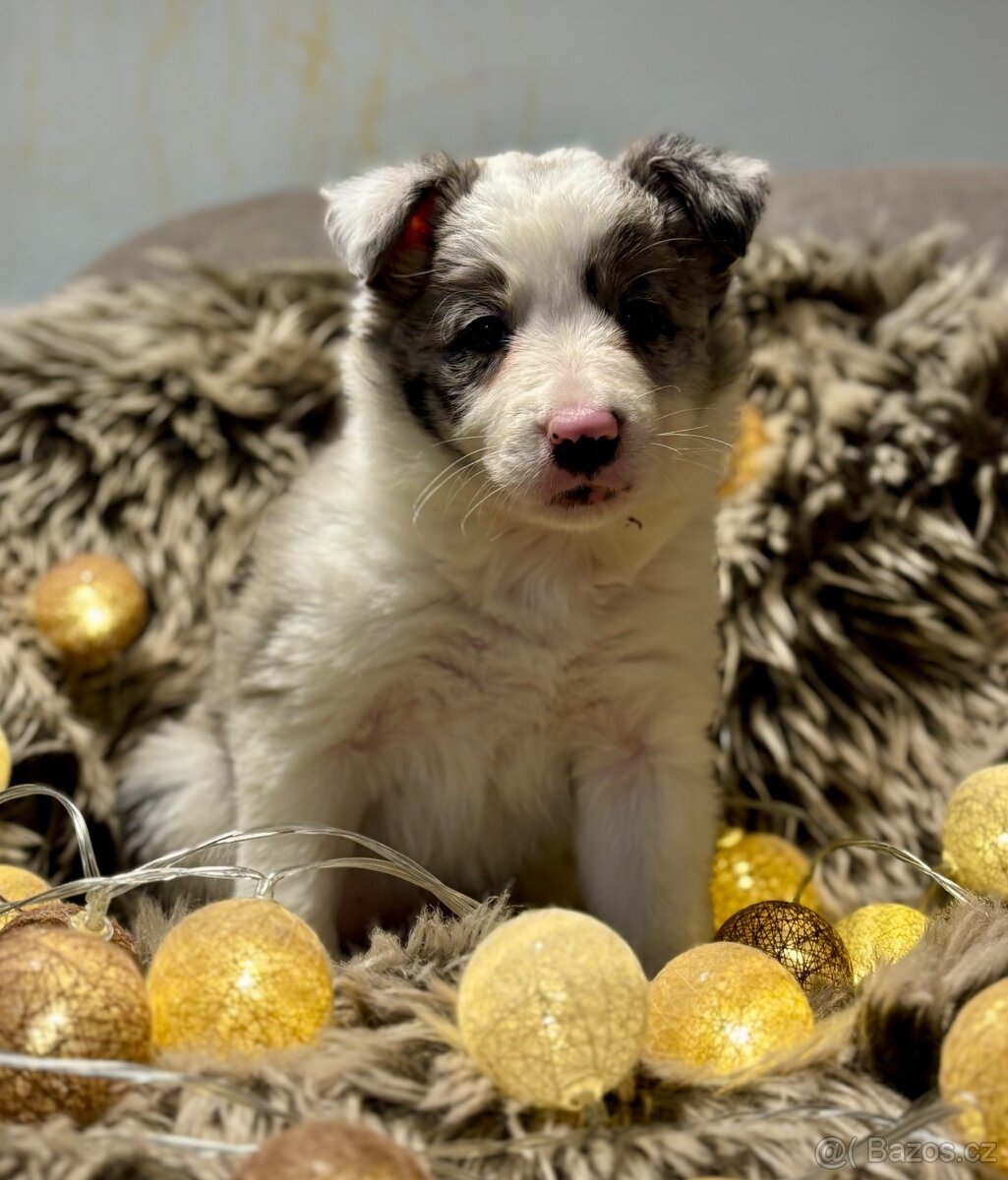 Border Kolie s PP - 7