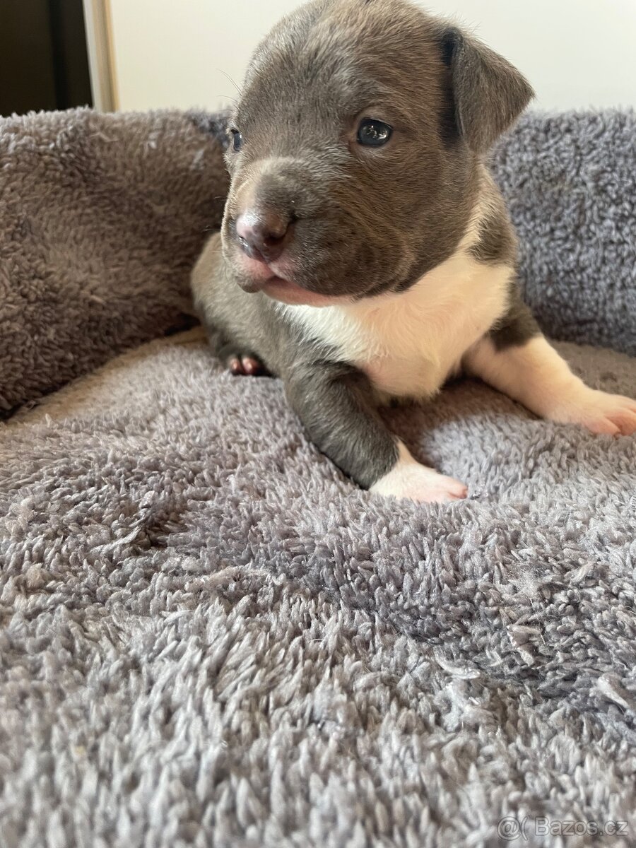 American Bully x Staford - 7