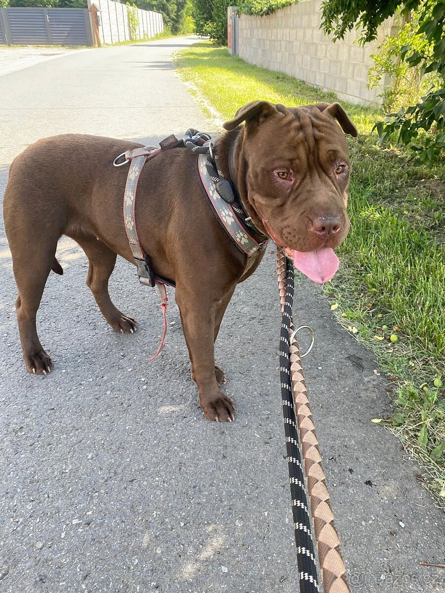 ČOKO K ADOPCI - zlomená něžná dušička - 7