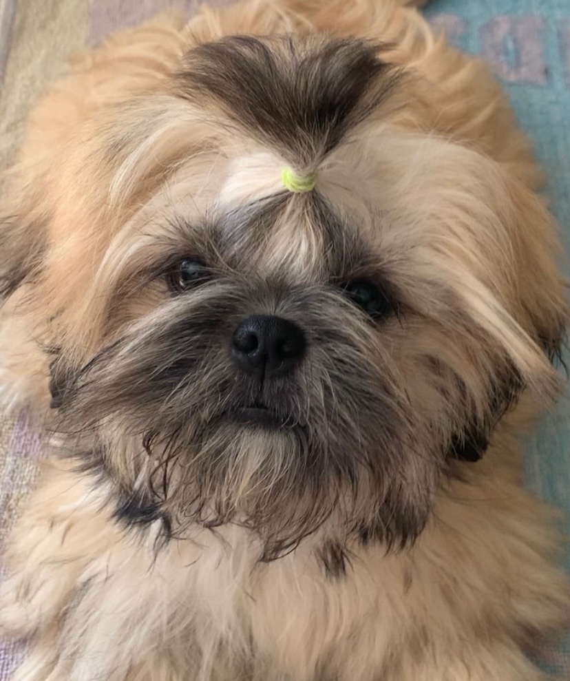 Štěňata Shih Tzu, FCI - 7