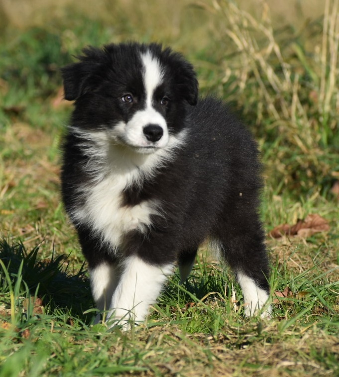 Border kolie s PP - 7