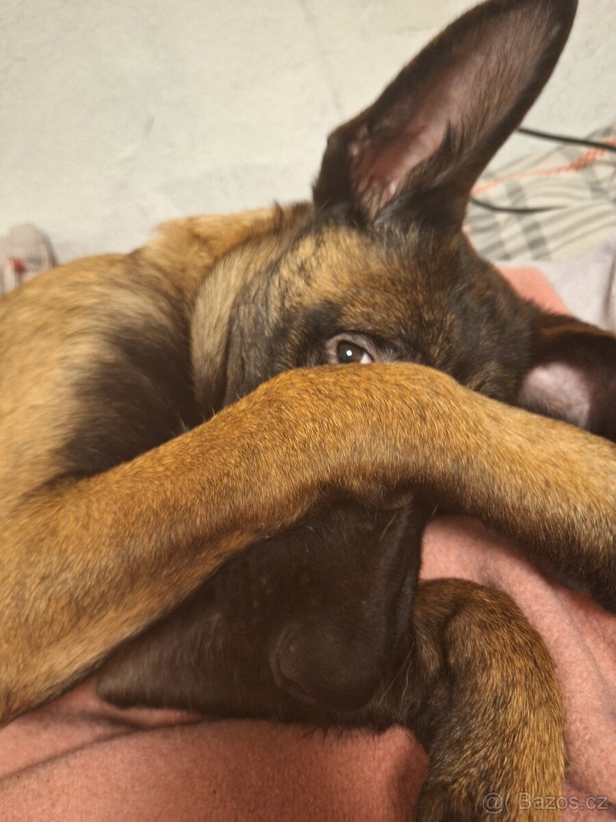 Štěně Malinois - 7