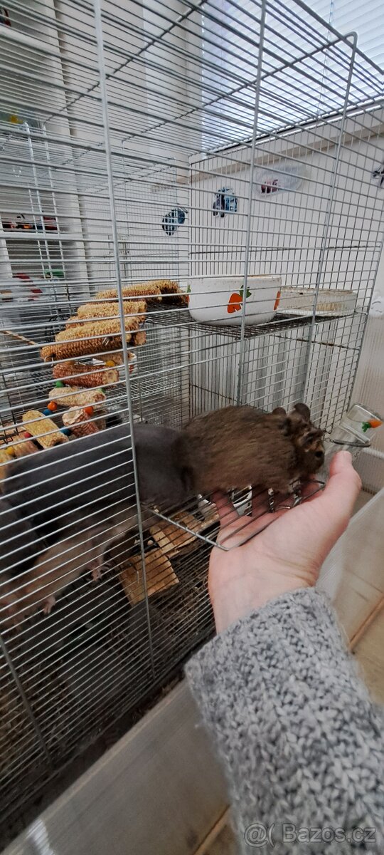 Osmaky degu - 7