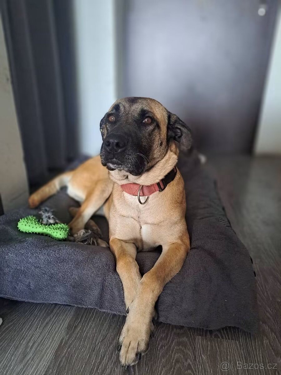 Kříženka Rhodéský Ridgeback - 7