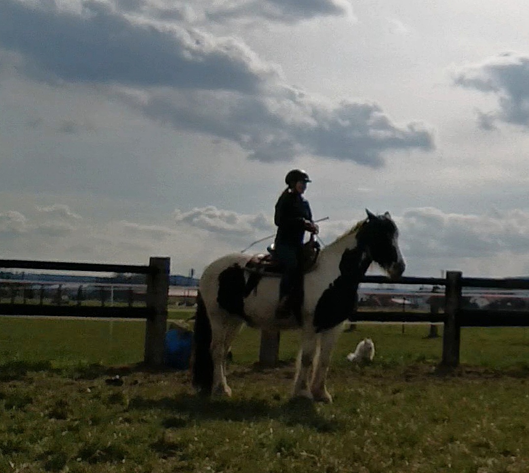 8letá kobyla barokní pinto - 7