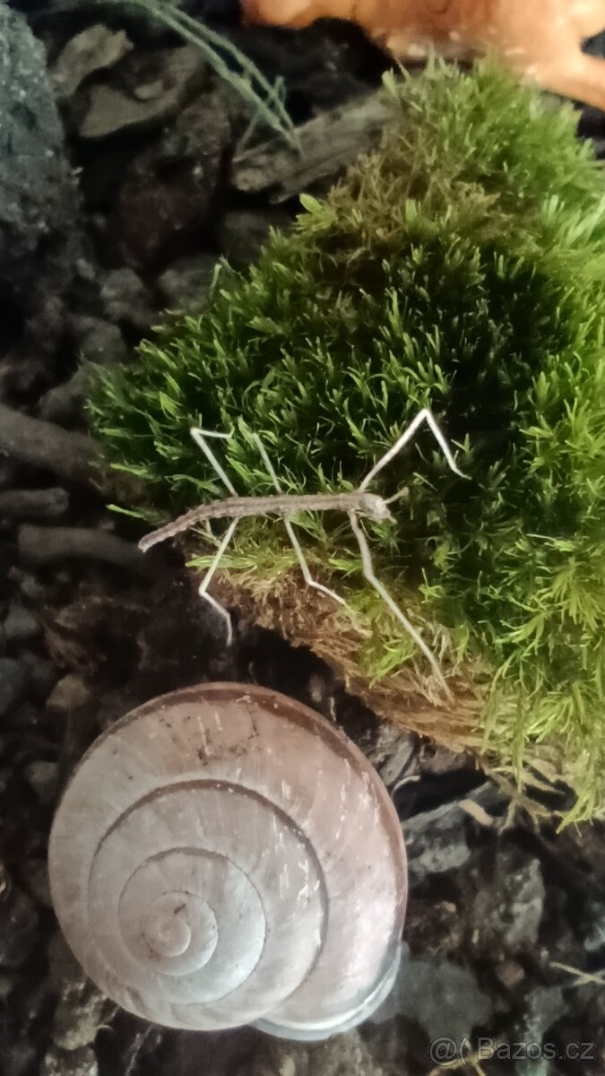 Daruji mladé strašilky k chovu - 7