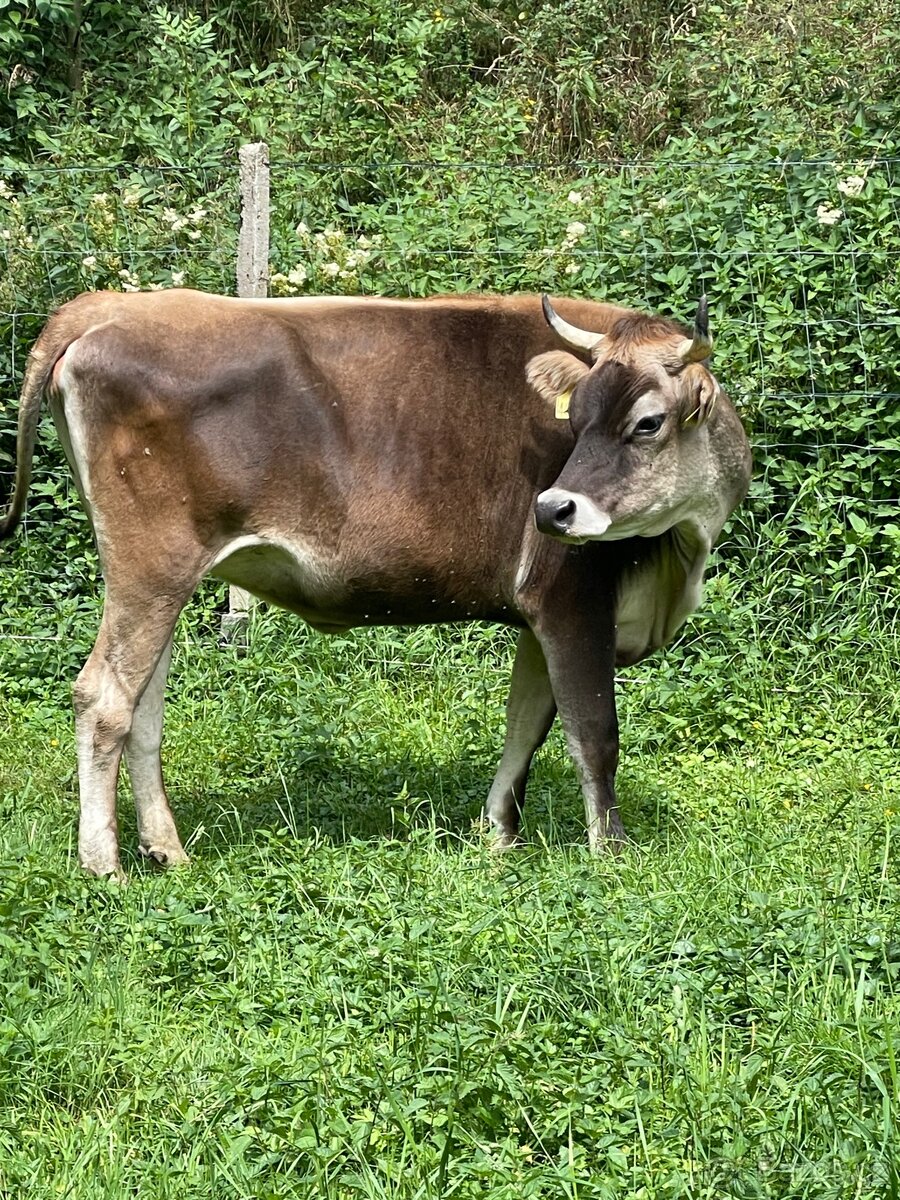 Jersey x Brown Swiss - 7