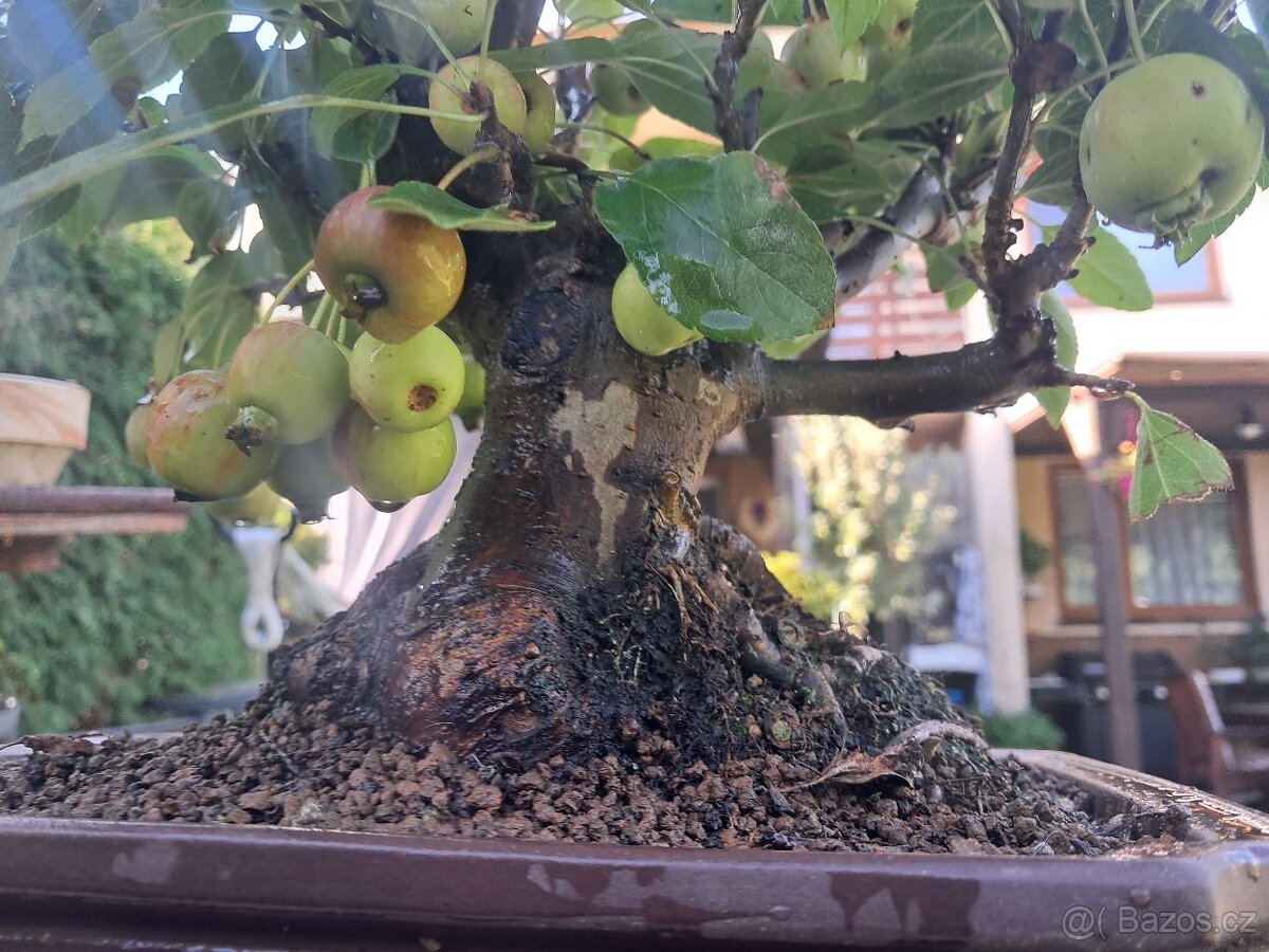 Bonsaj,bonsai Jabloň - 7