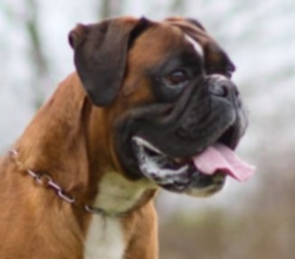 Německý boxer - krytí - 7