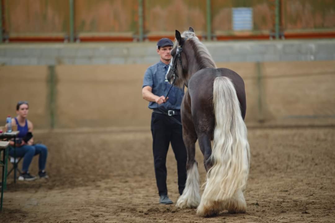 Hřebec Limited Edition of Balinka - 7