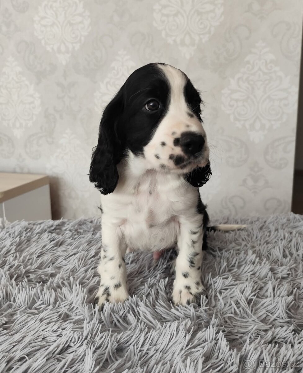 Anglický špringršpaněl s PP pes - 7