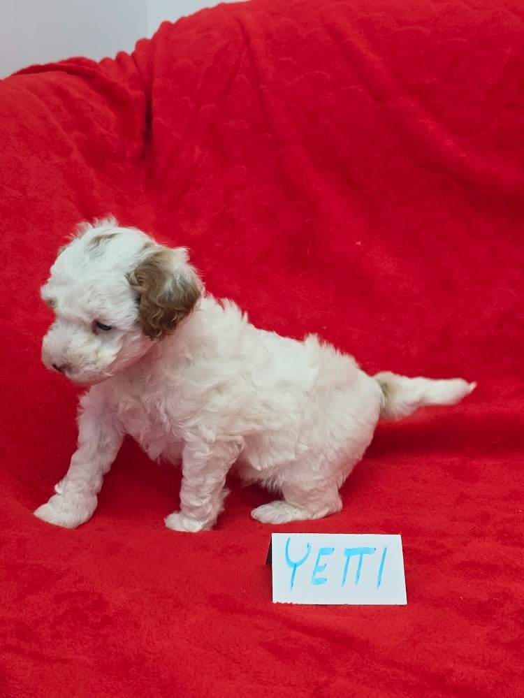 PUDL TRPASLIČÍ VÍCEBAREVNÝ s PP pes - 7