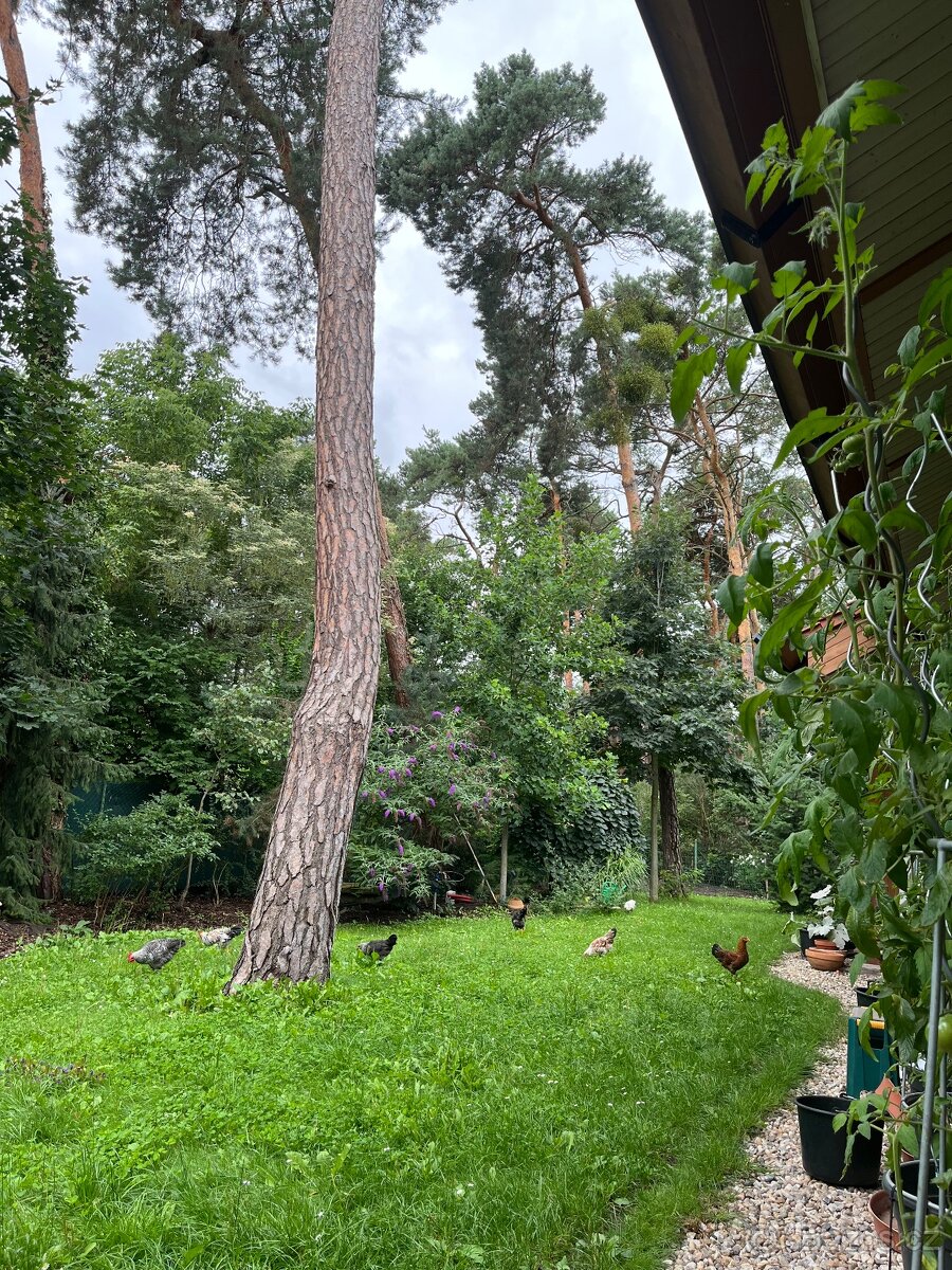 Prodej bio vajec - 7