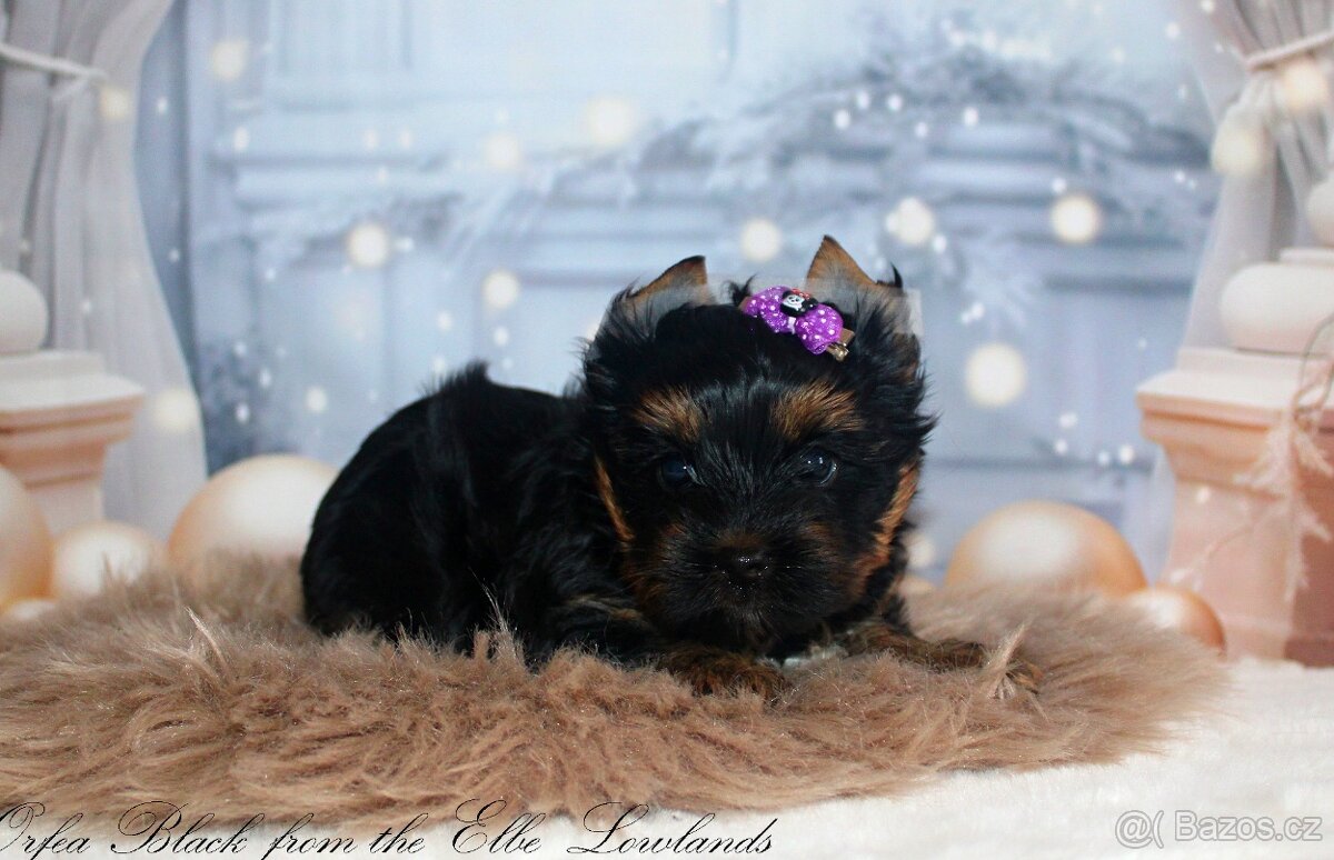 jorkšírský terier s pp fenka ( biewer ) - 7