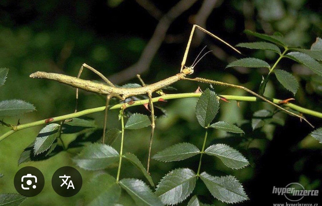 Daruji strašilky do dobrých rukou - 7