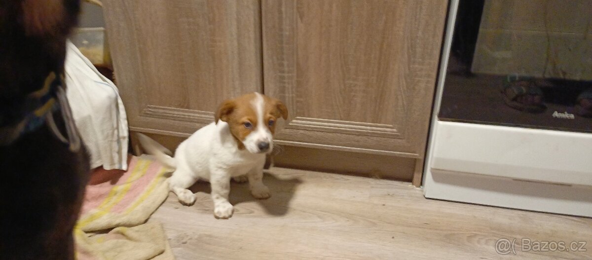 Štěňata kříženci - 7