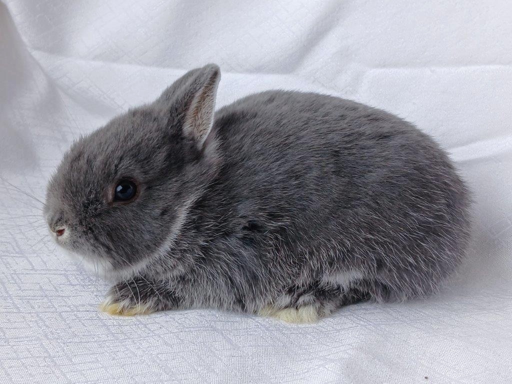 Zakrslí beránci a bílopesíkatí králíčci s rodokmenem - 7