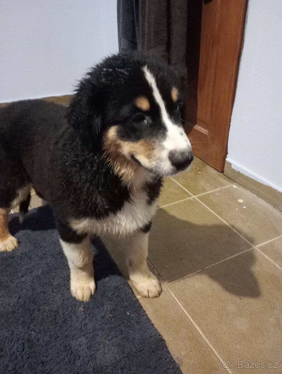 Australský ovčák bez PP - 7