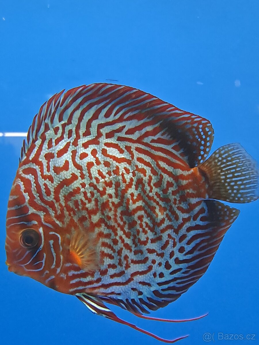 Discus-Terčovec - 7