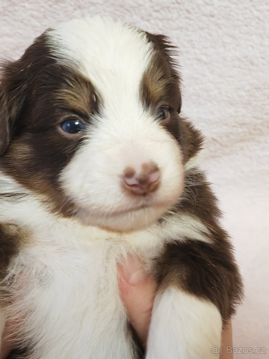 Štěňata Miniaturní americký ovčák s PP - 7