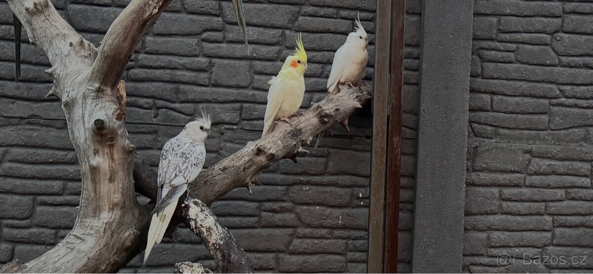 Alexandr Čínský 1.0 chovný samec 23 - 7