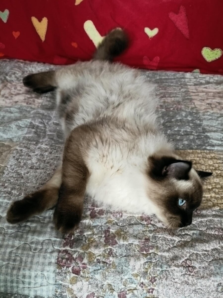 Prodám krásného kocourka Radgoll - 7