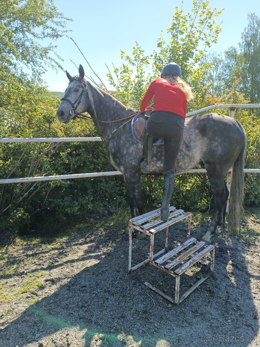 A1/1 7letý valach - 7