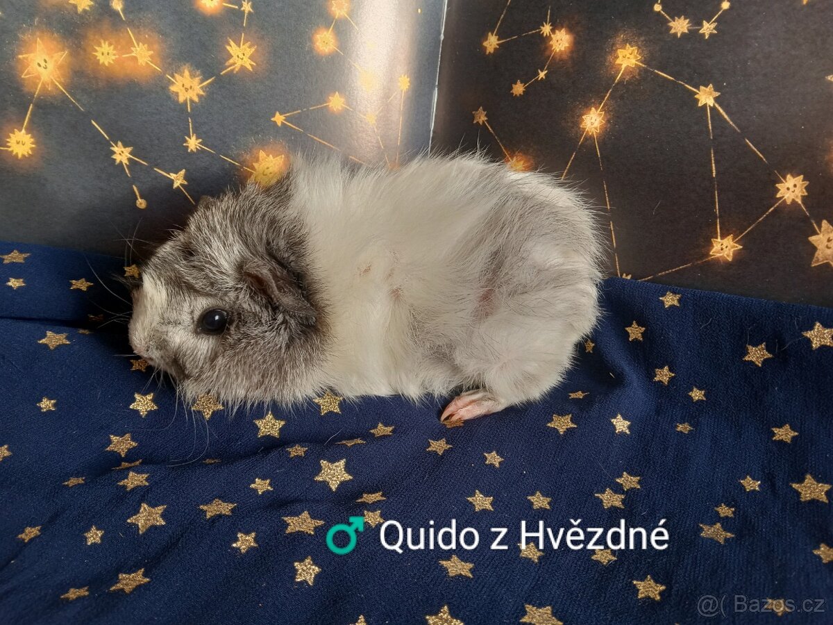 Morčátka CHS Z Hvězdné Liberec - 7